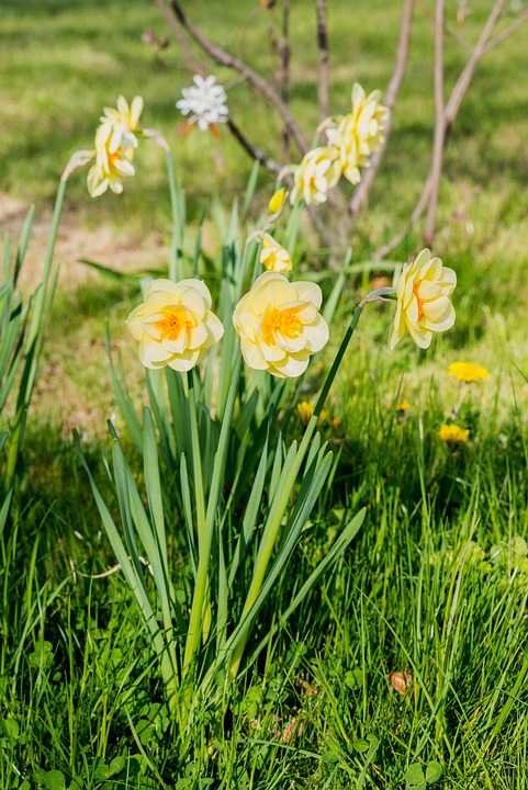 Jonquilles, Fleurs, Narcisse, Jaune, Fleur De Printemps