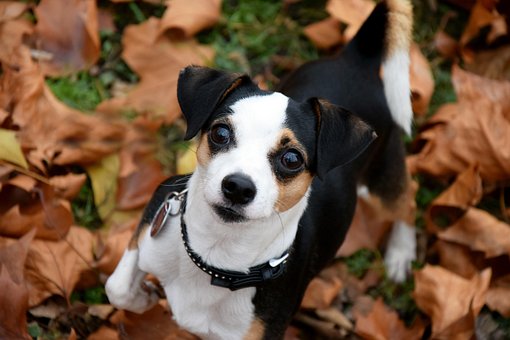 Cão, Pequenas, Outono, Folhas, Cabeça