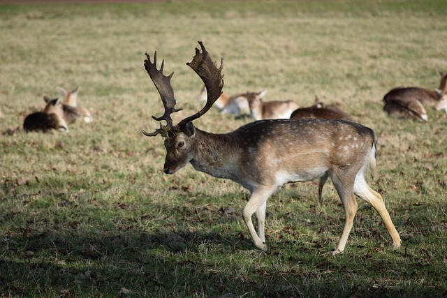 Free Deer Nature photo and picture