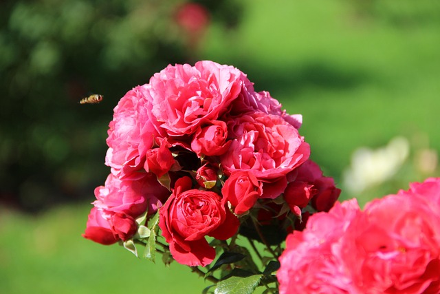Irina, Schöne Blumen, Rosen, Rosengarten