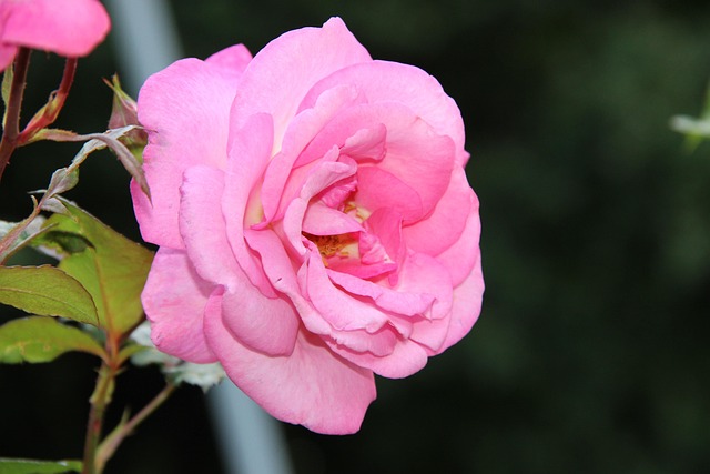 Irina, Rosen, Rosengarten, Sommer
