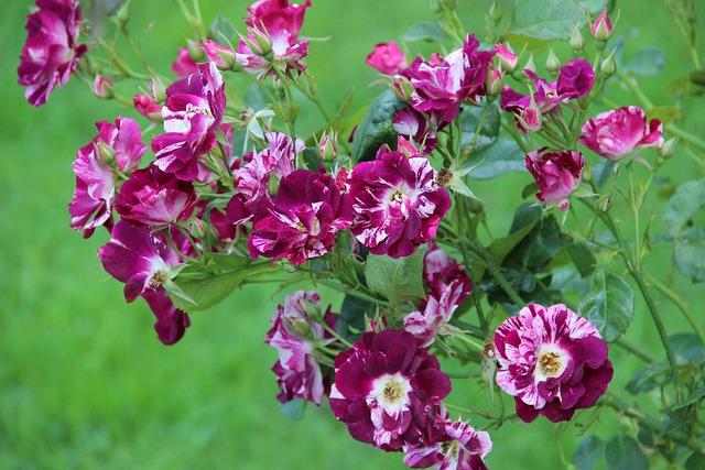 Irina, Rosen, Rosengarten, Sommer