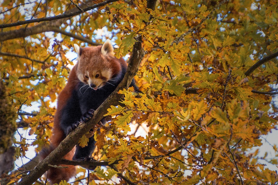 Red Panda Tree Climbing Free Photo On Pixabay Red Panda Tree Climbing Free Photo On Pixabay