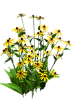 flora, flower bush, yellow flower