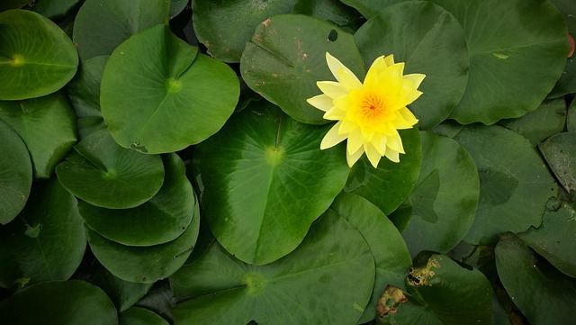 Tigernoy, Lotus, Love, Lotus, Lotus