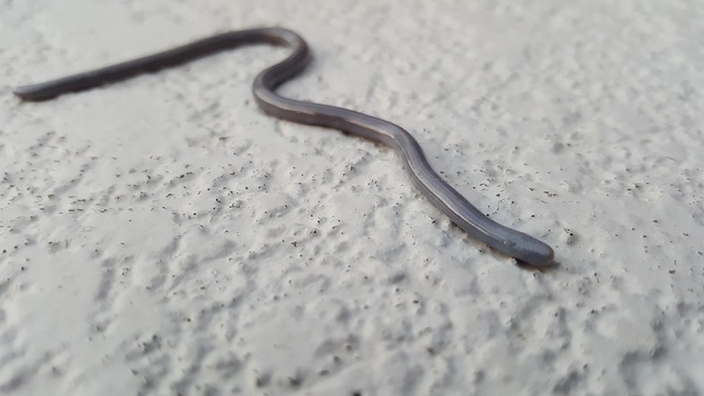 Free Blind Snake photo and picture