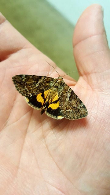 Free Delilah Underwing photo and picture