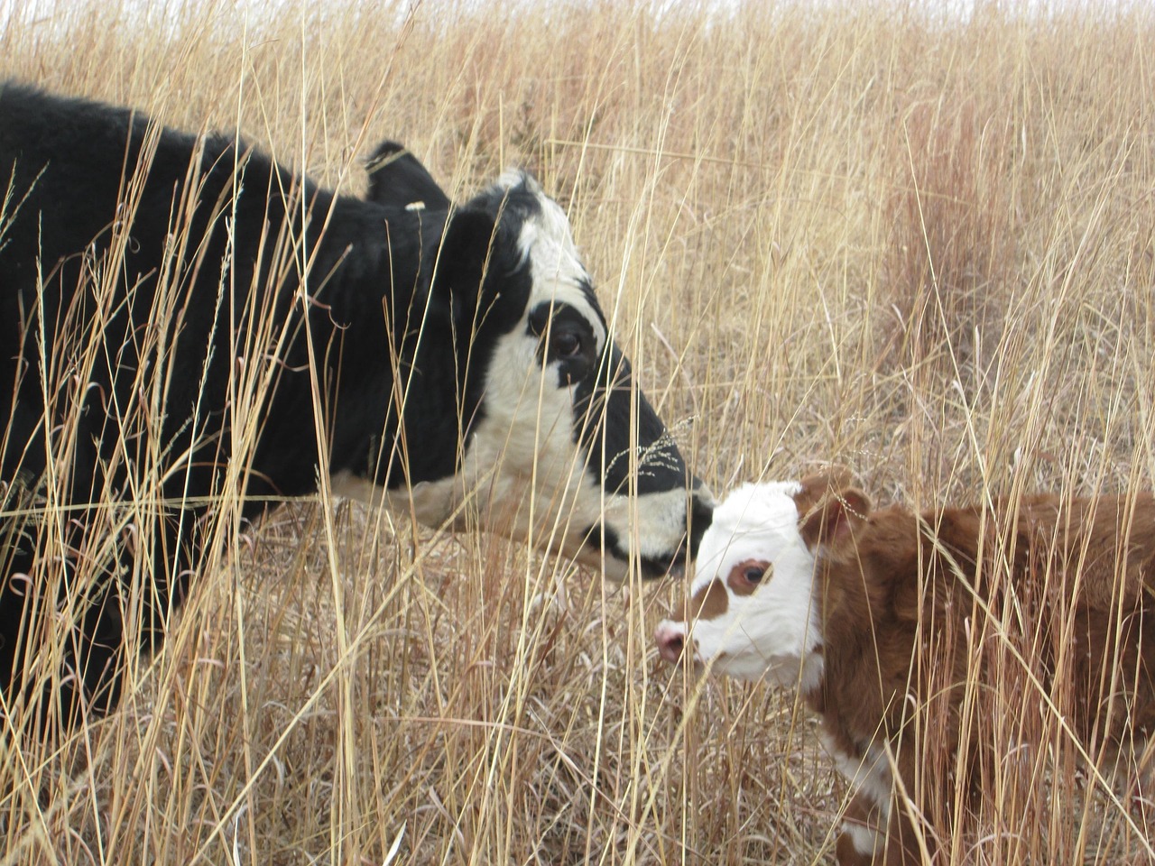 Cow - free online jigsaw puzzle photo