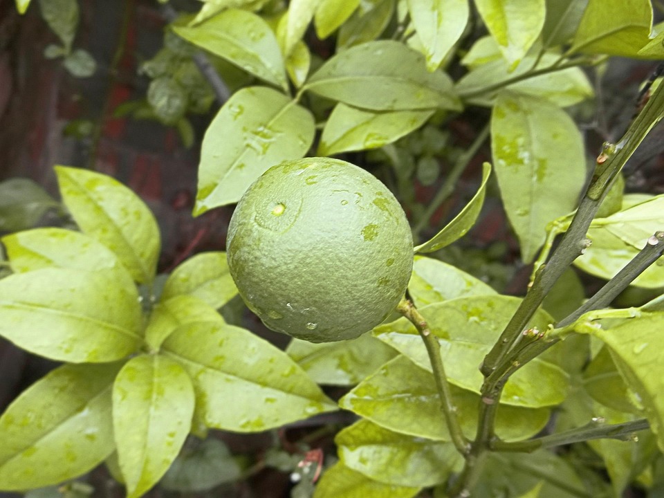 Green Orange Plant Free photo on Pixabay Pixabay