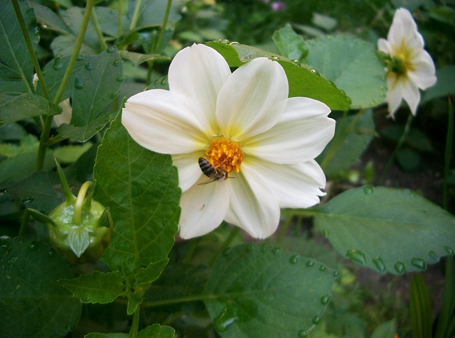 Dahlie, Weiß, Biene