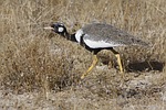 black grouse, namibia, etosha
