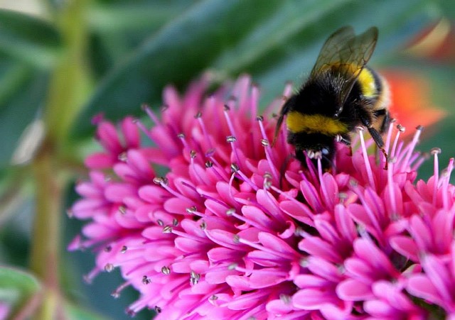 Free Bee Flower photo and picture