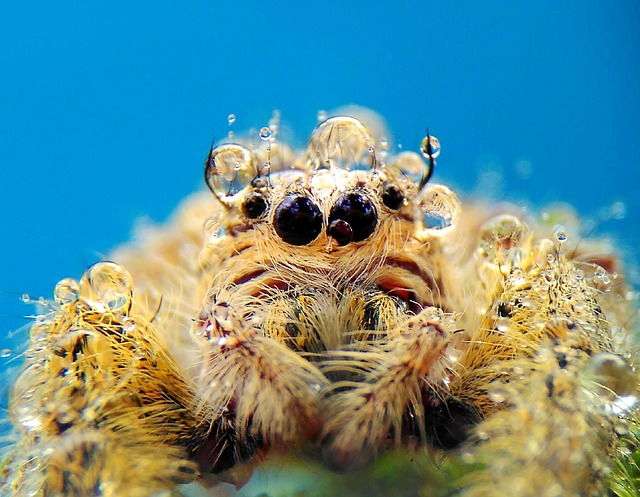 Free Spider Macro photo and picture