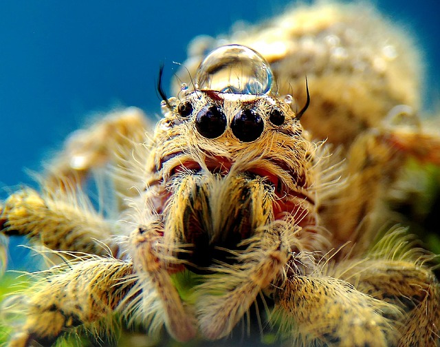 Free Spider Animal photo and picture
