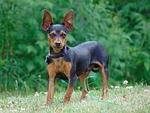 min pin, miniature, small