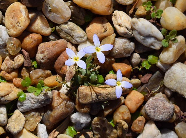 20+ Free Bluet & Nature Images - Pixabay