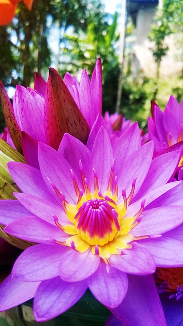 Free Lotus Blue Water Lily photo and picture