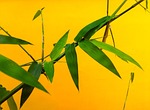 leaf, bamboo, nature