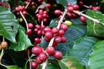thailand coffee, nature, coffee