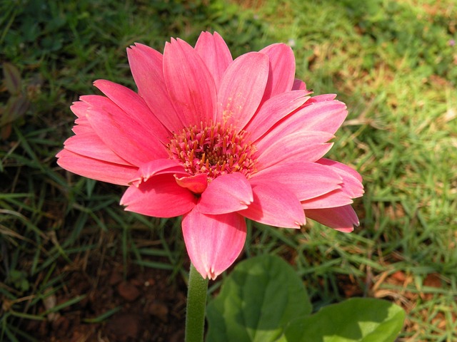 Gervera Rosa Gerbera Rosa Fechar-Se Flor De - Foto gratuita no Pixabay - Pixabay