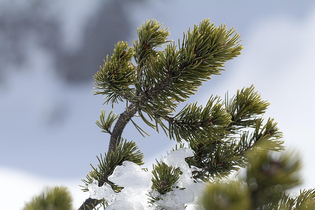 Free Trawl Pinus Mugo photo and picture
