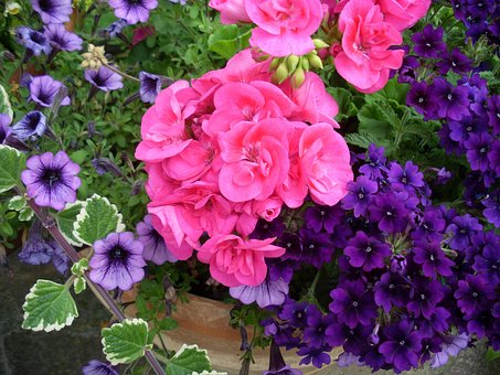 Blomst, Blomst Tapet, Blomst Baggrund