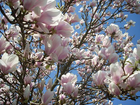 Forår, Blomstre, Levende Ny