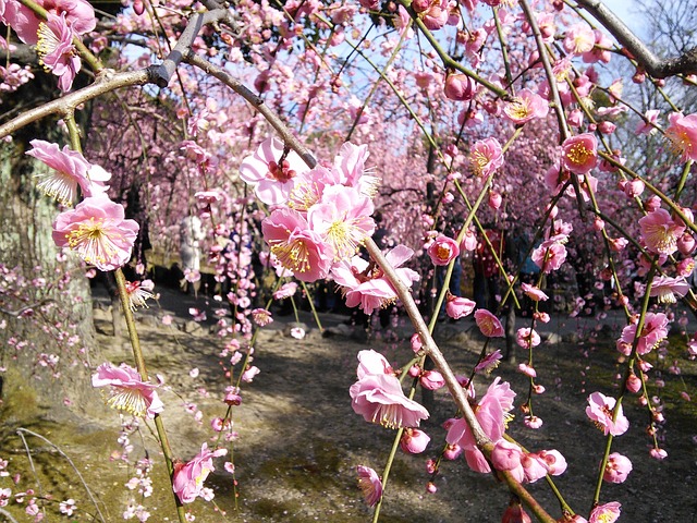 Free Plum Shidare Plum Trees photo and picture