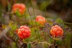 cloudberry bush produces, berries, berry