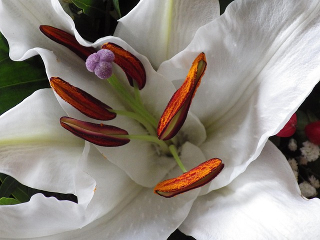 Free Lily Flower photo and picture