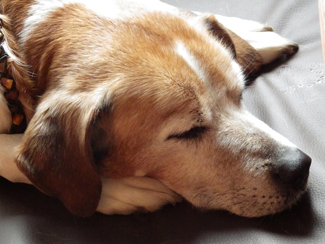 Free Dog Sleeping Dog photo and picture