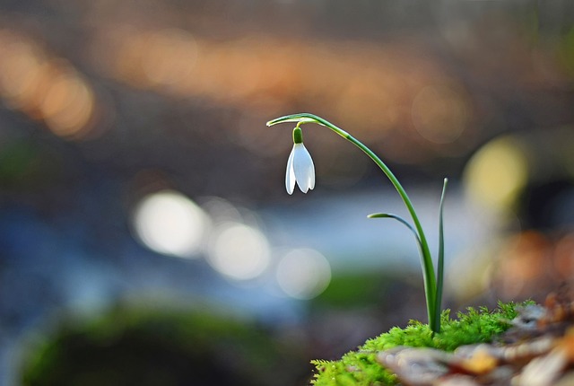 Free Flower White photo and picture