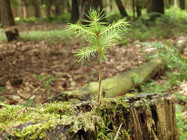 Free Forest Tree photo and picture