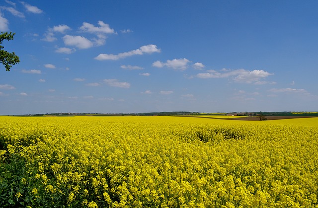 Free Field Of Rapeseeds Spring photo and picture