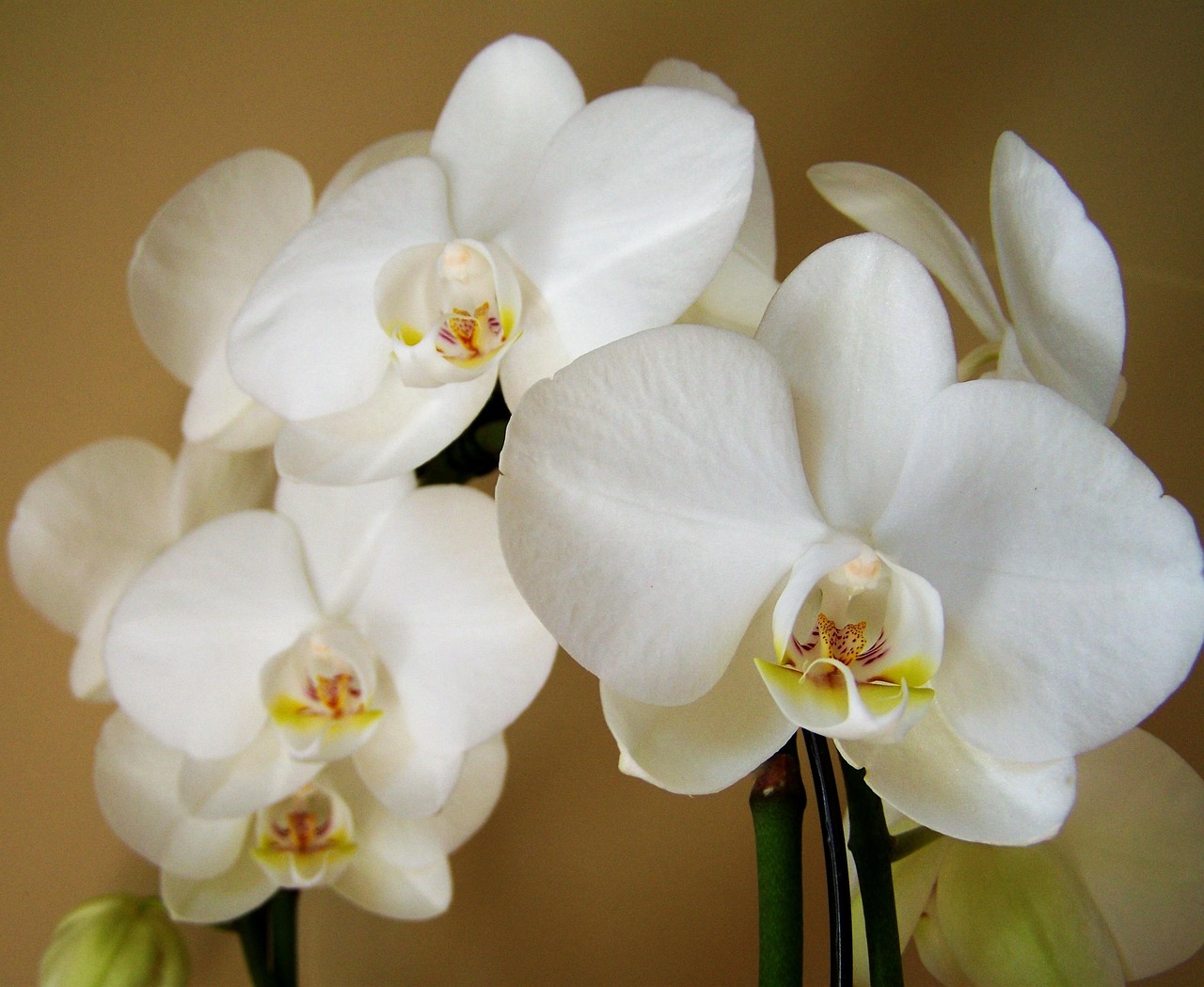 Orchid White Flower Room Free Photo On Pixabay Orchid White Flower Room Free Photo On Pixabay