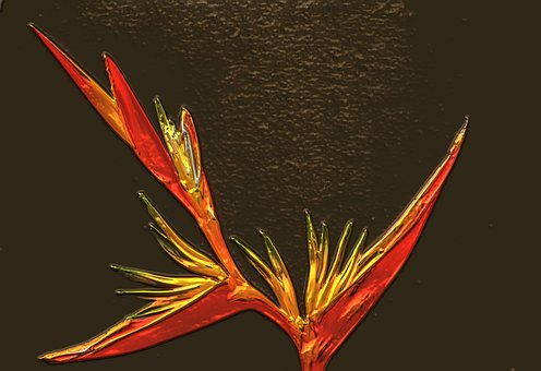 Strelitzia Blume, Blume, Metallisch