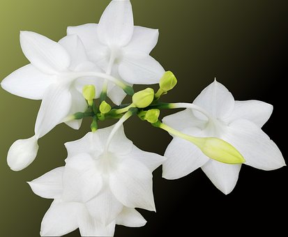 Free White Flower Flower photo and picture