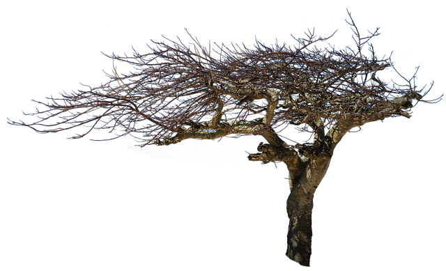 Free isolated tree natural wood atmospheric illustration