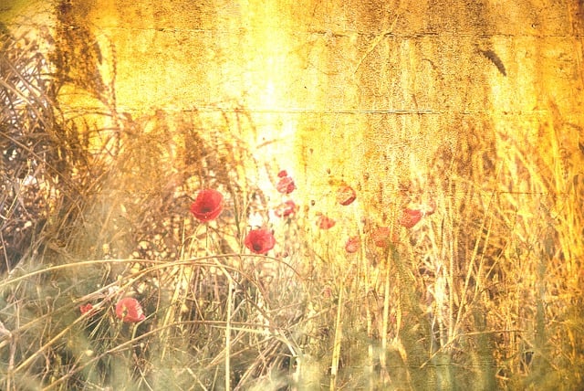 Download free HD stock image of Background Scrapbooking Free background scrapbooking poppies illustration