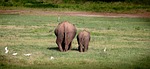 elephant, move, back