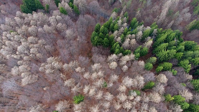 Free Who Was A Aerial View photo and picture