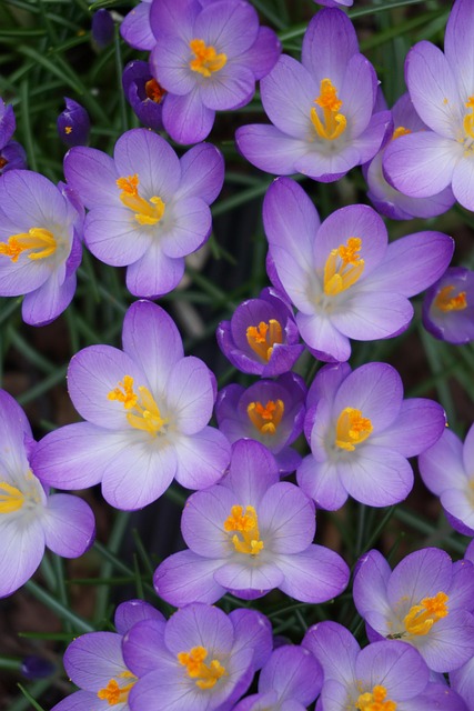 Free Flower Flower Wallpaper photo and picture