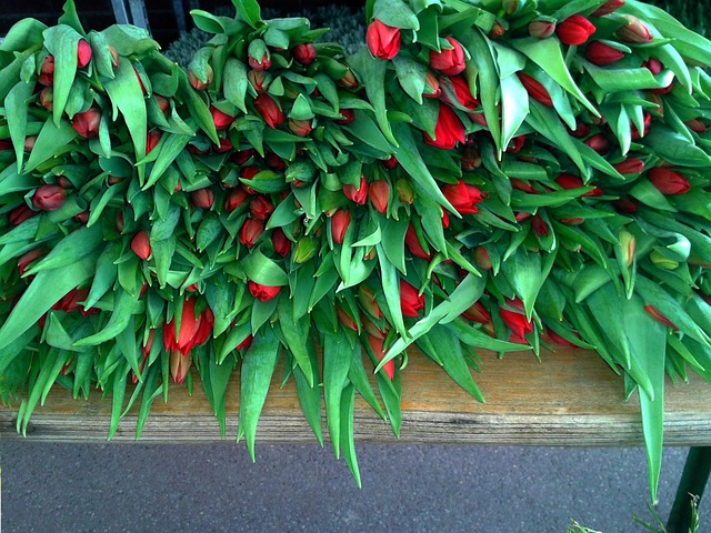 Tulipaner Buketter, Tulipaner