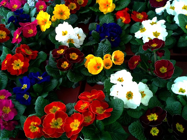 Primula, Køer, Farvet, Auricle, Marked