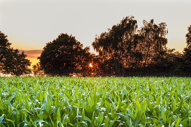Free Landscape But photo and picture