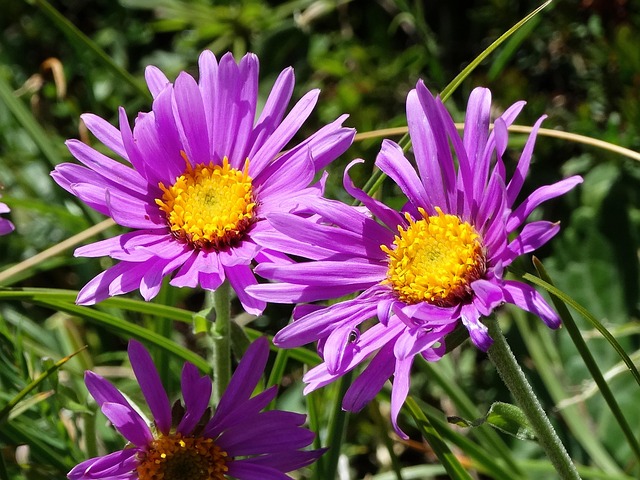 Free Alpine Aster Purple Flower photo and picture
