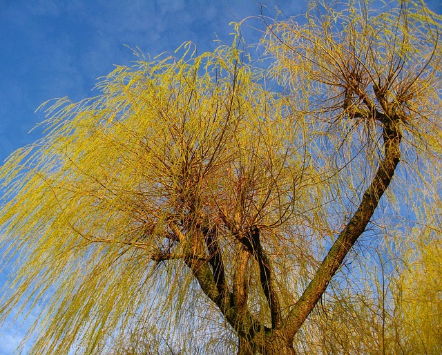 Pohon Ranting Willow Padang - Foto gratis di Pixabay - Pixabay
