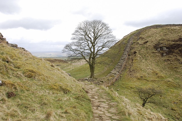 Sycamore -Hul, Hadrians Mur