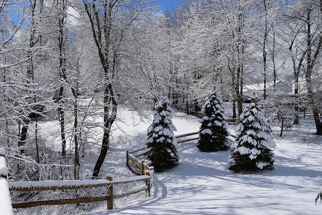Free Snow Winter photo and picture