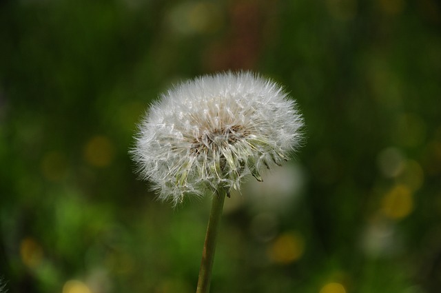 Free Dandelion Nature photo and picture